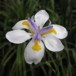 Shrubs Full Sun Dietes Iridioides