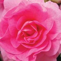 Shrubs Impatiens Walleriana Fiesta Bonita Pink Double