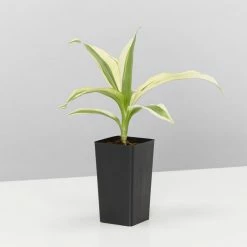 Indoor Garden Child Friendly Indoor Plants Pack Easy Care Plants