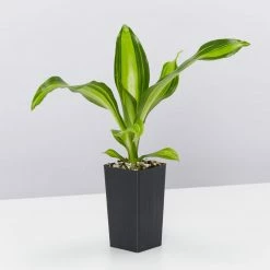 Indoor Garden Shrubs Dracena Massengena Marley