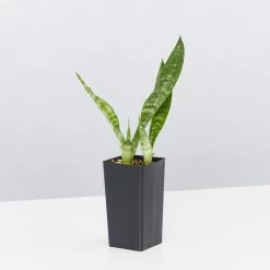 Succulents Full Sun Dracaena Trifasciata