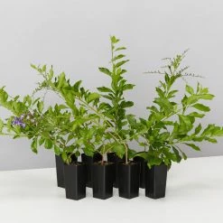 Hedge Duranta Repens 'Geisha Girl' Shrubs