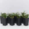 Shrubs Mini Mondo / Dwarf Mondo Grass Ground Covers
