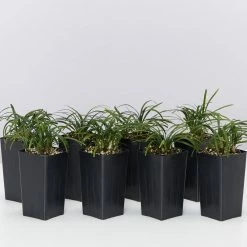 Shrubs Mini Mondo / Dwarf Mondo Grass Ground Covers