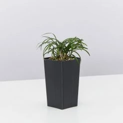 Shrubs Mini Mondo / Dwarf Mondo Grass Ground Covers