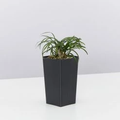 Shrubs A Full Sun - Totally Minimal Effort Garden Pack