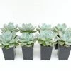 Succulents Full Sun Echeveria Monroe