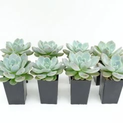 Succulents Full Sun Echeveria Monroe