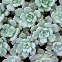 Succulents Plant Packs Echeveria Assorted Pack
