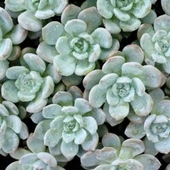 Succulents Full Sun Echeveria Monroe