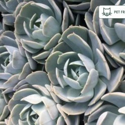 Succulents Full Sun Echeveria Secunda