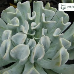 Succulents Pool Friendly Plants Echeveria Runyonii Topsy Turvy