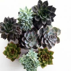 Succulents Plant Packs Echeveria Assorted Pack