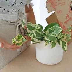 Elho Pots & Hanging Baskets Round Eco-Friendly Planters - Self-Watering