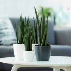 Indoor Garden Pool Friendly Plants Sansevieria Cylindrica Snake Plants 16 Indoor Garden Pool Friendly Plants Sansevieria Cylindrica Snake Plants