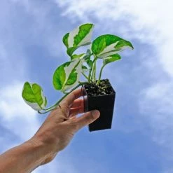 Indoor Garden Epipremnum Aureum Pothos Snow Queen 10 Indoor Garden Epipremnum Aureum Pothos Snow Queen