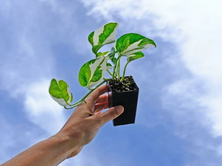 Indoor Garden Epipremnum Aureum Pothos Snow Queen 5 Indoor Garden Epipremnum Aureum Pothos Snow Queen