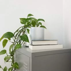 Indoor Garden Pothos 'Devils Ivy' Golden Pothos Pack (Devil's Ivy) - 85mm