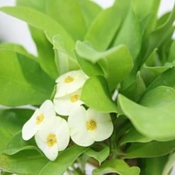 Succulents Euphorbia Milli Butter