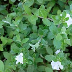 Shrubs Evolvulus Pilosus White