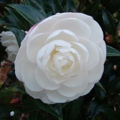 Hedge Shrubs Camellia Assorted Pack