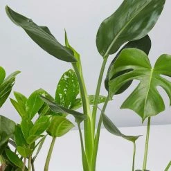 Shrubs Screening Plants The Easy Care Plant Pack - Trio