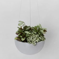 Indoor Garden Eco Hanging Baskets + Plants Combo Plant + Pot Multi Packs