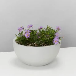 Indoor Garden Eco Hanging Baskets + Plants Combo Plant + Pot Multi Packs