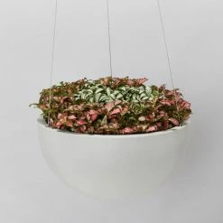 Indoor Garden Eco Hanging Baskets + Plants Combo Plant + Pot Multi Packs