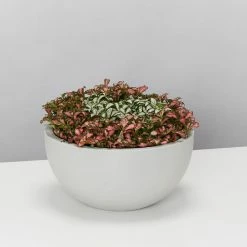 Indoor Garden Eco Hanging Baskets + Plants Combo Plant + Pot Multi Packs