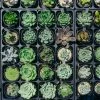 Succulents Plant Packs Echeveria Assorted Pack