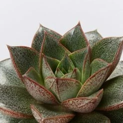 Succulents Plant Packs Echeveria Assorted Pack