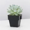 Succulents Full Sun Echeveria Violet Queen 85mm