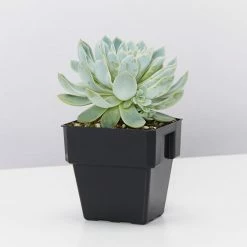 Succulents Full Sun Echeveria Violet Queen 85mm