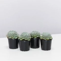 Succulents Echeveria White Minima Full Sun