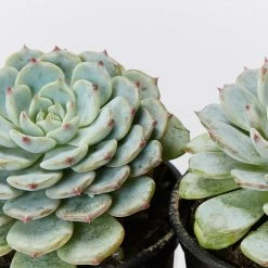 Succulents Echeveria White Minima Full Sun