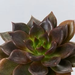 Succulents Plant Packs Echeveria Assorted Pack