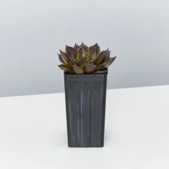 Succulents Plant Packs Echeveria Assorted Pack