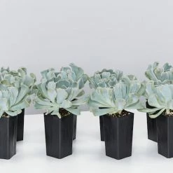 Succulents Pool Friendly Plants Echeveria Runyonii Topsy Turvy