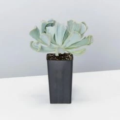 Succulents Pool Friendly Plants Echeveria Runyonii Topsy Turvy