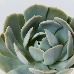 Succulents Plant Packs Echeveria Assorted Pack