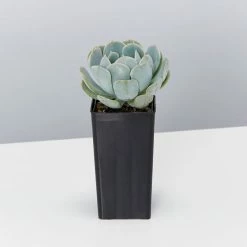 Succulents Plant Packs Echeveria Assorted Pack