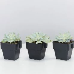 Succulents Echeveria Runyonii Topsy Turvy 85mm Full Sun