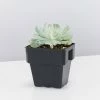 Succulents Echeveria Runyonii Topsy Turvy 85mm Full Sun