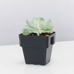 Succulents Plant Packs Assorted Succulent Box - 85mm