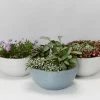 Indoor Garden Eco Hanging Baskets + Plants Combo Plant + Pot Multi Packs