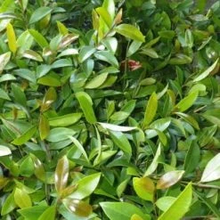 Hedge Syzygium Elegance Lilly Pilly