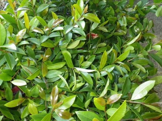 Hedge Syzygium Elegance Lilly Pilly 4 Hedge Syzygium Elegance Lilly Pilly
