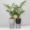 Elho Eco Stand + Plant + Pot (includes Coir)