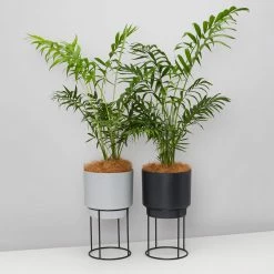 Elho Eco Stand + Plant + Pot (includes Coir)